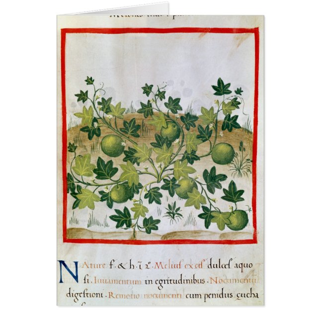 Ms 3054 melones fol.20, de 'Tacuinum Sanitatis (Frente)
