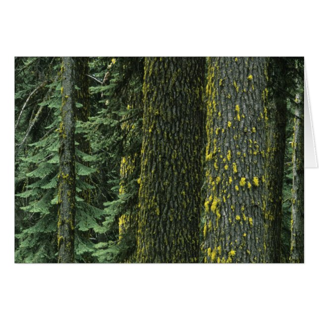 Mt. Ashland, Bosque Nacional Rogue RIver, (Anverso (Horizontal))