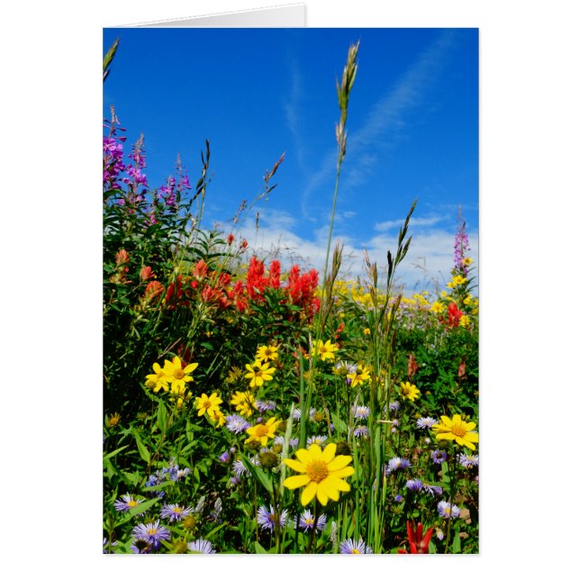Mt. Flores silvestres (Frente)
