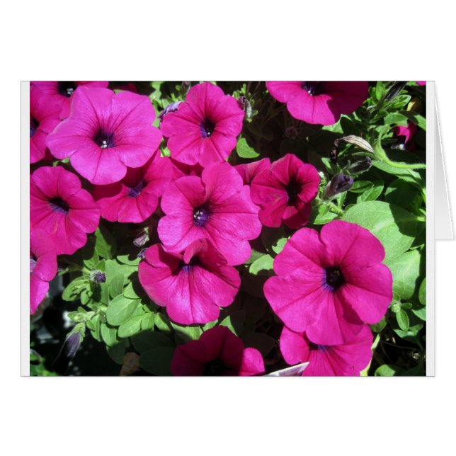 Muchas Petunias Moradas (Anverso (Horizontal))