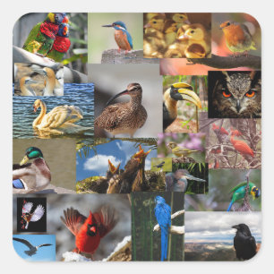 muchos pegatinas de aves