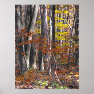 Muchos Posters de Trunks