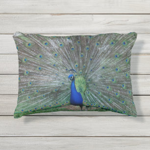 Muestre apagado la almohada