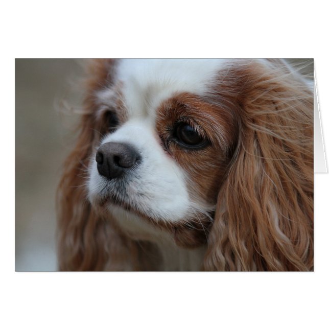Muffin a Blenheim Cavalier King Chalres Spaniel. (Anverso (Horizontal))