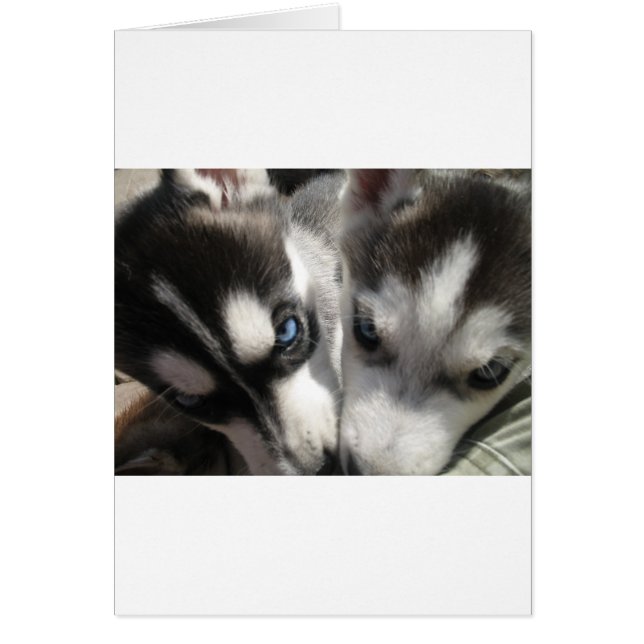 Mugre siberiano de Husky Puppy (Frente)
