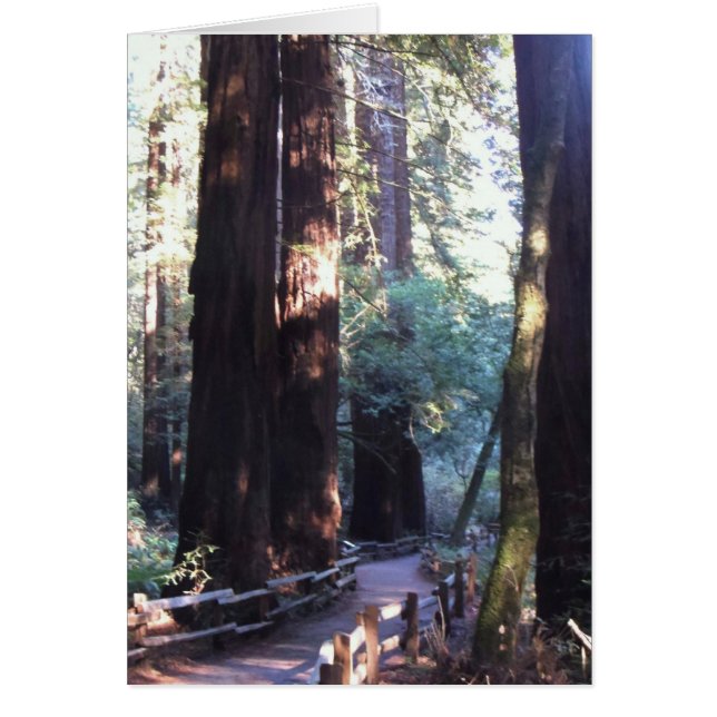 Muir Woods (Frente)