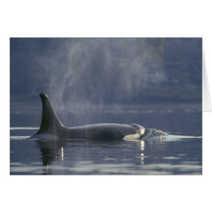 Mujer adulta Orca Whale Orcinus Orca), Puget