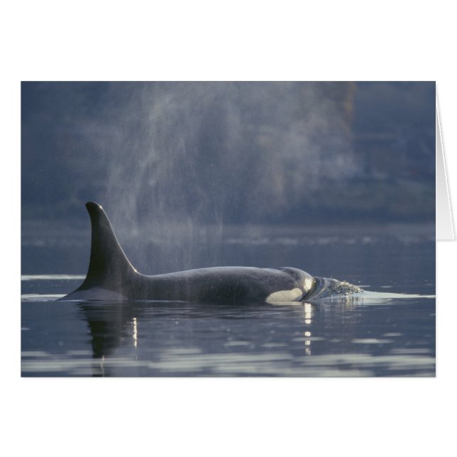 Mujer adulta Orca Whale Orcinus Orca), Puget (Anverso (Horizontal))