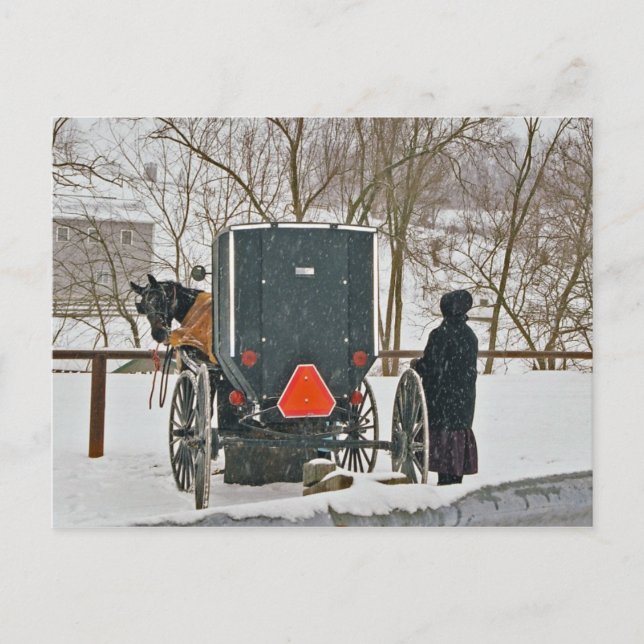 Mujer Amish con caballo y buggy postal (Anverso)