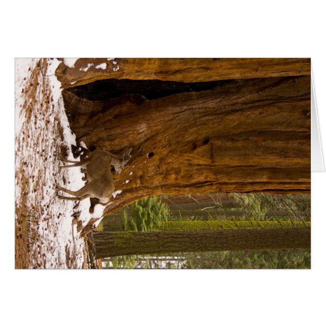 Mule Deer (Anverso (Horizontal))