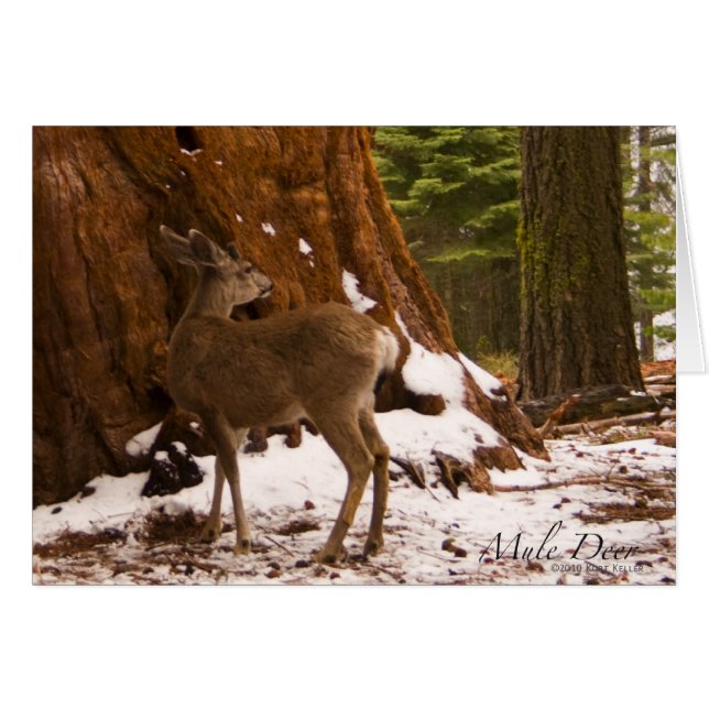 Mule Deer Card (Anverso (Horizontal))