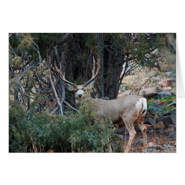 Mule deer spur buck (Anverso (Horizontal))