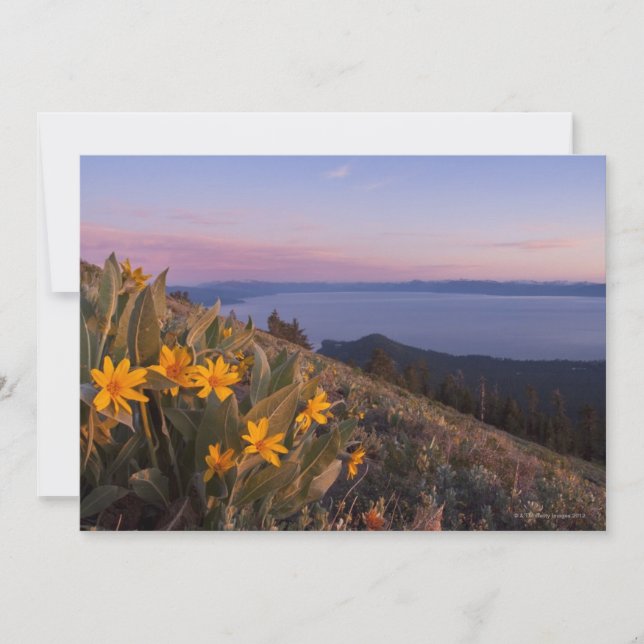 Mules amarillas flores de oído al atardecer (Anverso)