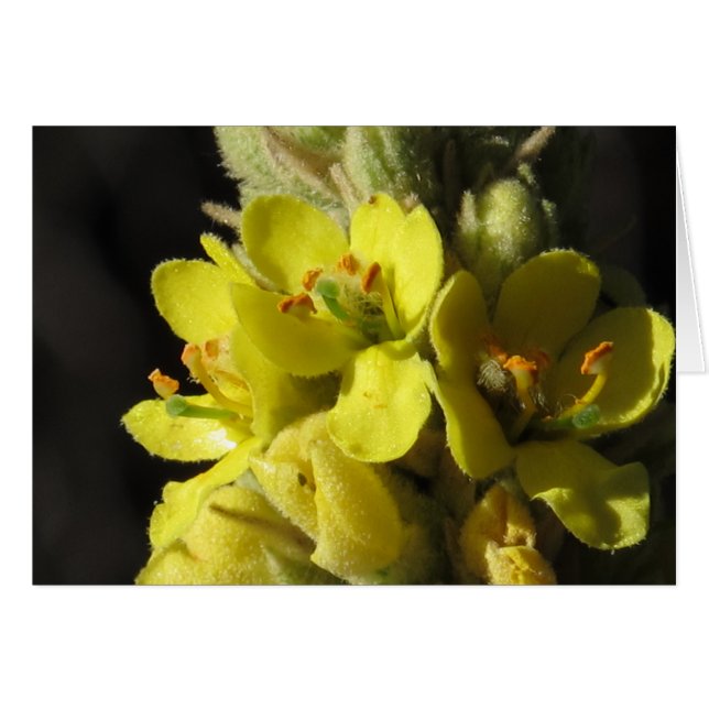 Mullen Flowers (Anverso (Horizontal))