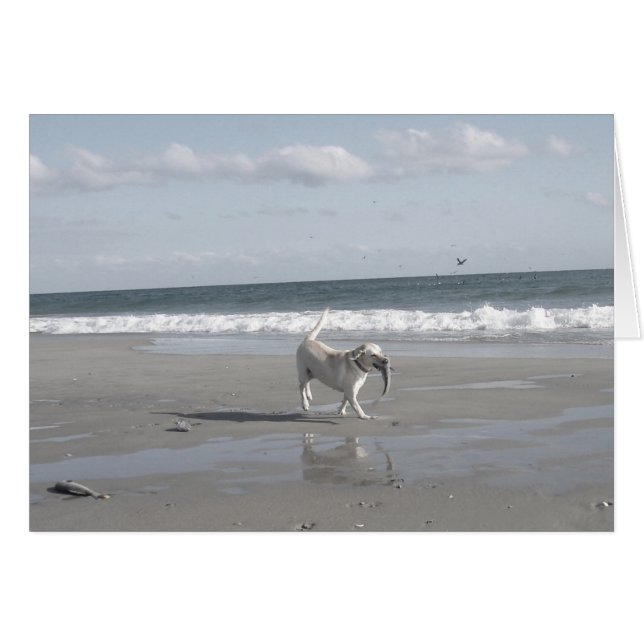 Mullet Pup III (Anverso (Horizontal))