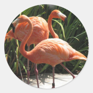 Multitud de los pegatinas de los flamencos