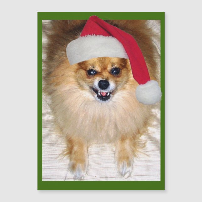 Mún navidad de la chihuahua de Santa Pomeranian (Anverso)