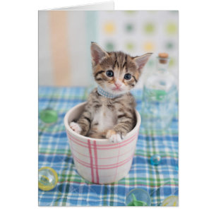 Munchkin Kitten Con Cinta De Bonito