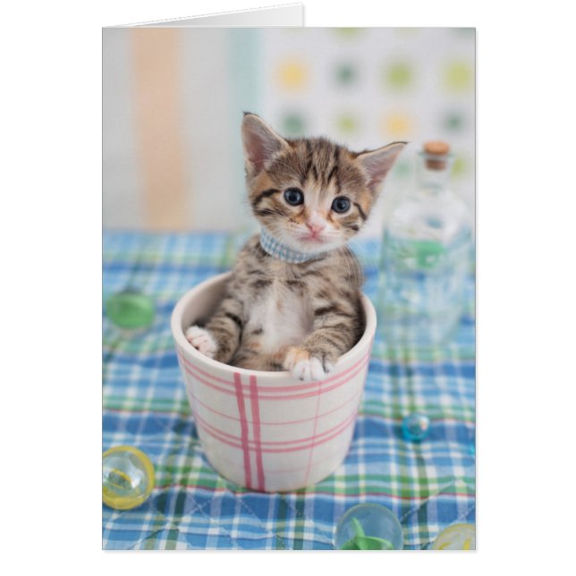 Munchkin Kitten Con Cinta De Bonito (Frente)