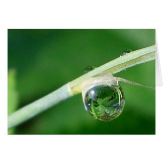 Mundo en gota