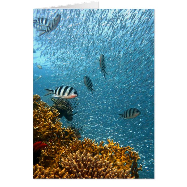 Mundo subacuático (Frente)