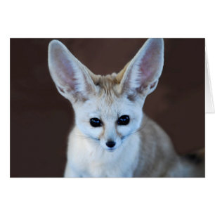 Mundos Cutest Fennec Fox