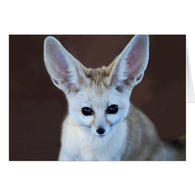 Mundos Cutest Fennec Fox (Anverso (Horizontal))