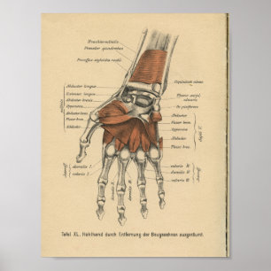Muñeca de la mano de impresión de la anatomía del