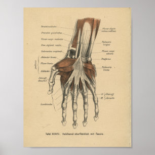 Muñeca de la mano de impresión de la anatomía del