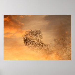 Murmuration de la impresión de los Starlings