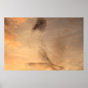Murmuration de la impresión de Starling