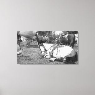 Muro de caballo Arte Fotobombante en blanco y negr