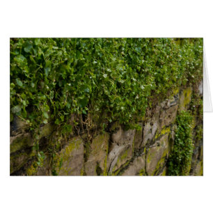 Muro De Ivy