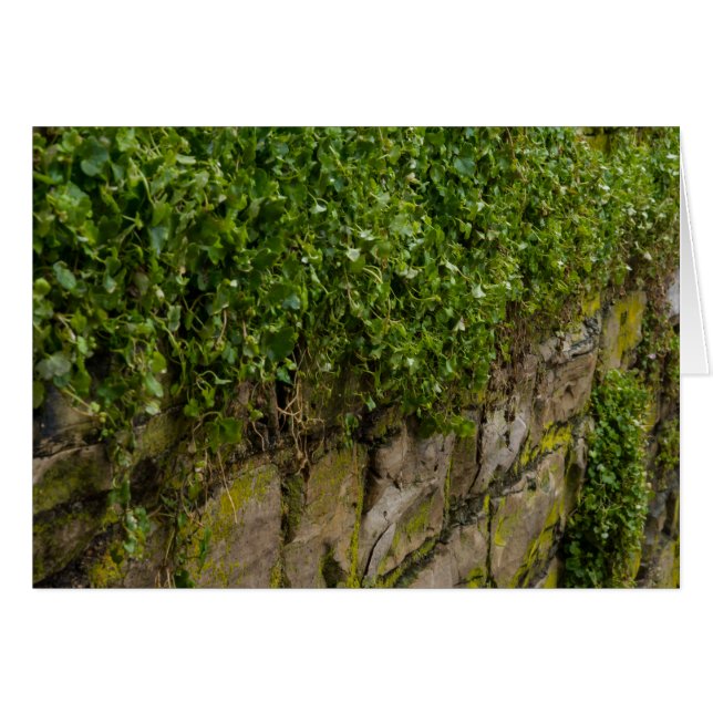 Muro De Ivy (Anverso (Horizontal))