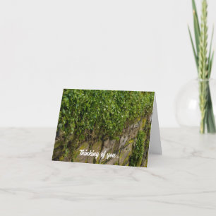 Muro De Ivy Pensando En Tu Tarjeta