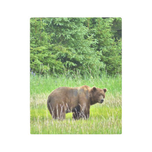 Muro Metalizado de 11" x 14" Arte de oso pardo