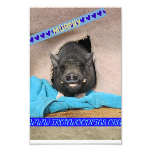 Murphy con su cómodos foto de una manta azul