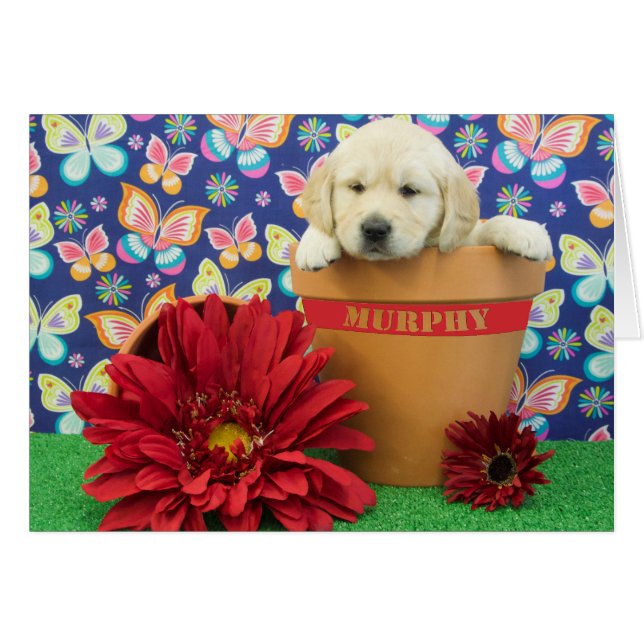 Murphy, foto de la semana 5 (Anverso (Horizontal))