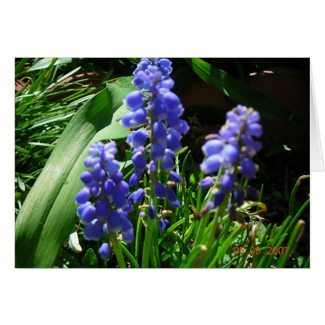 Muscari (Anverso (Horizontal))