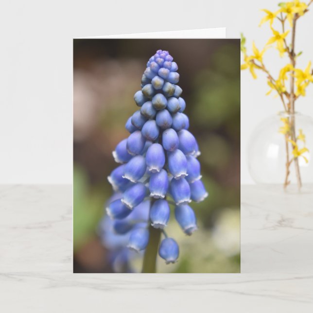 Muscari Armeniacum , Tarjeta Hiacínica de Uva (flor amarilla)