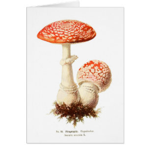 Muscaria de la amanita