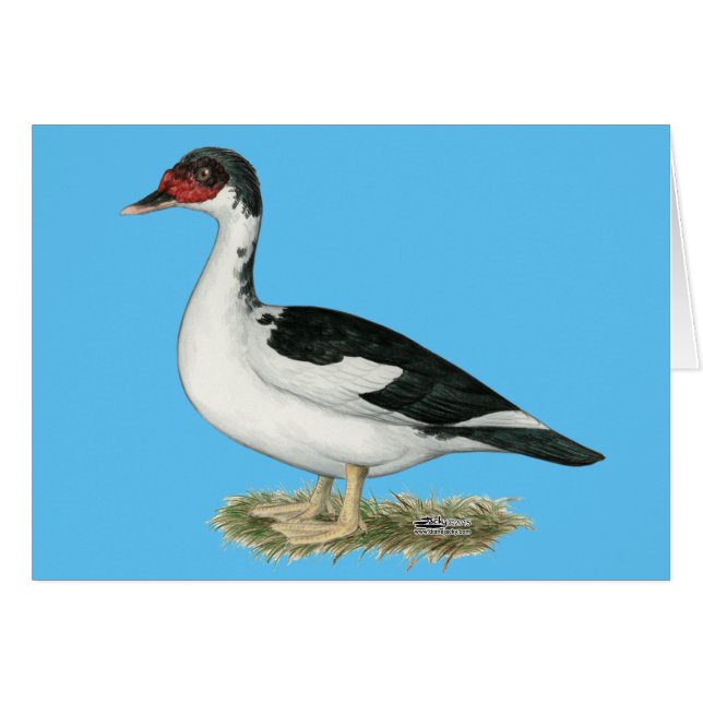 Muscovy Black Pied Duck (Anverso (Horizontal))