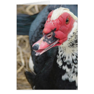 Muscovy Drake