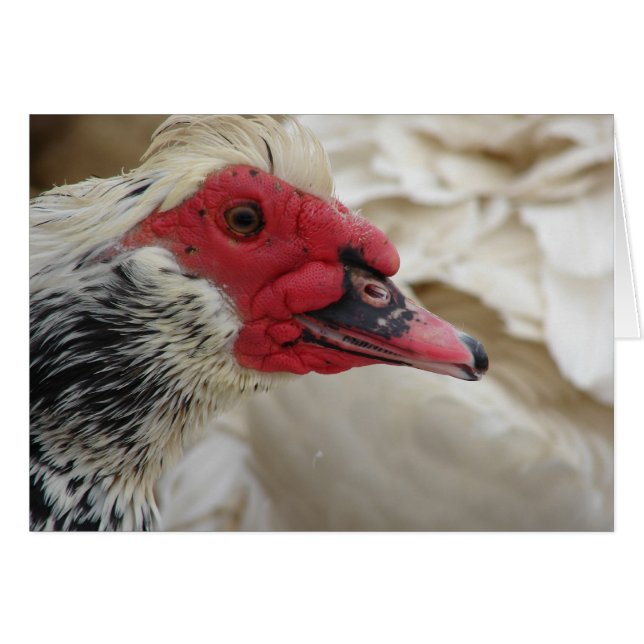 Muscovy Drake (Anverso (Horizontal))