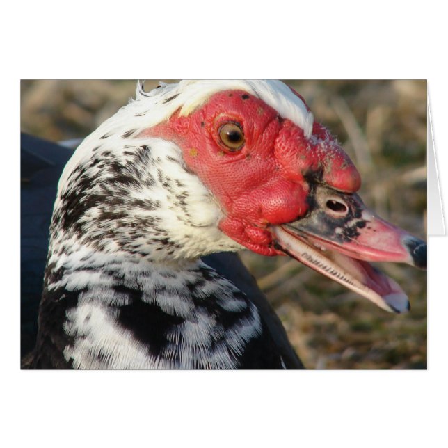 Muscovy Drake (Anverso (Horizontal))