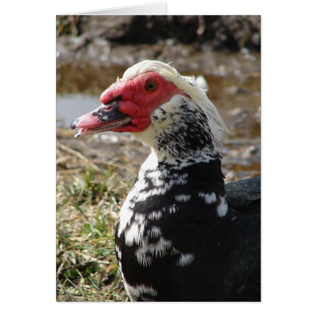 Muscovy Drake (Frente)