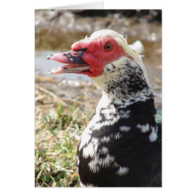 Muscovy Drake (Frente)