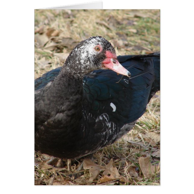 Muscovy Duck (Frente)