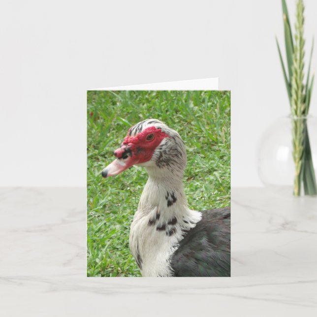 Muscovy Duck Photo Folded Note Card (Anverso)