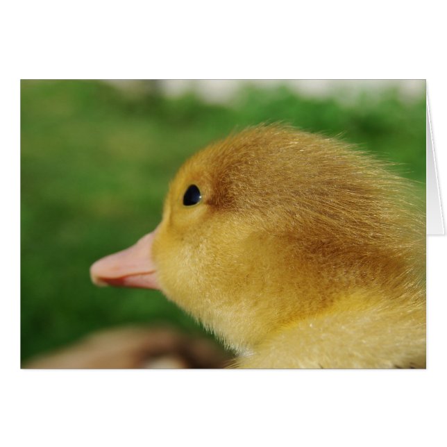 Muscovy Duckling (Anverso (Horizontal))